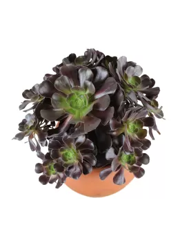 AEONIUM ARBOREUM