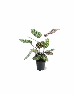 CALATHEA MOKOYANA-POT 18 CM HEIGHT 55 CM