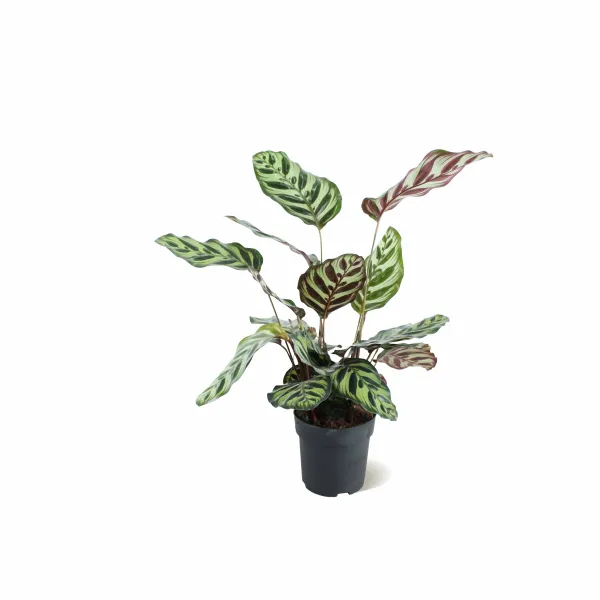 CALATHEA MOKOYANA-POT 18 CM HEIGHT 55 CM