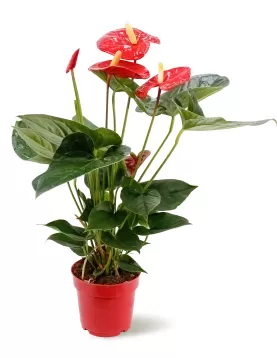 ANTHURIUM SWEET /TURENZA-RED  14 CM - HEIGHT 50 CM