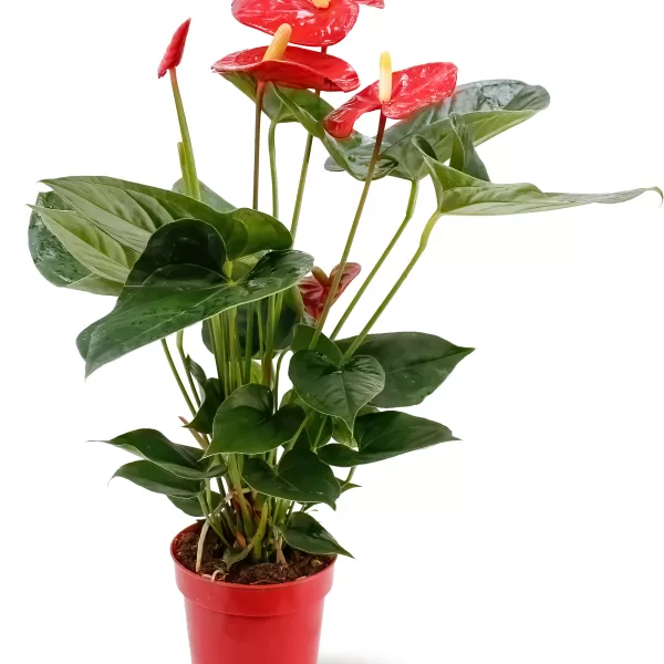 ANTHURIUM SWEET /TURENZA-RED  14 CM - HEIGHT 50 CM