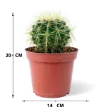 ECHINO CACTUS POT 14CM HEIGHT 20CM