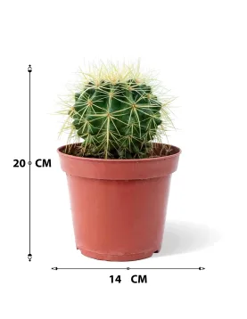 ECHINO CACTUS POT 14CM HEIGHT 20CM