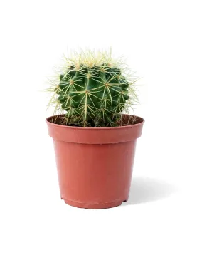 ECHINO CACTUS POT 14CM HEIGHT 20CM