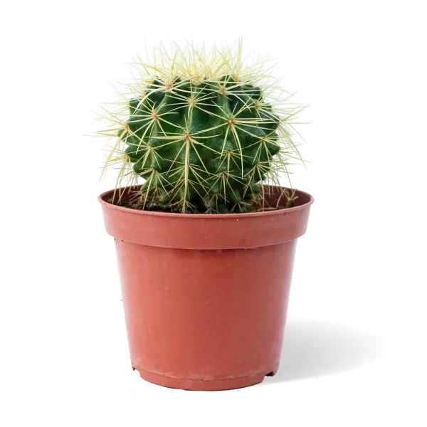ECHINO CACTUS POT 14CM HEIGHT 20CM