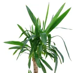 YUCCA 2PP POT 25CM HEIGHT 90CM