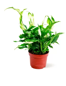 SPATHIPHYLLUM CHOPIN POT 10CM HEIGHT 30CM