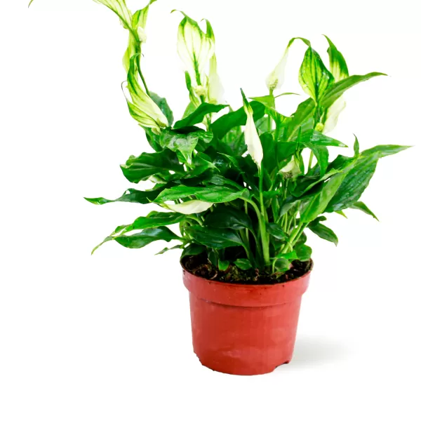SPATHIPHYLLUM CHOPIN POT 10CM HEIGHT 30CM