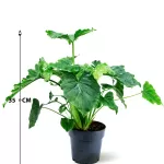 PHILO.ATLANTIS SHANGARI  14CM HEIGHT 35CM
