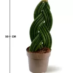 SANSEVIERA CYLINDRICA -14CM HEIGHT 50 CM