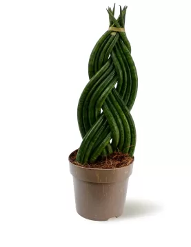 SANSEVIERA CYLINDRICA -14CM HEIGHT 50 CM