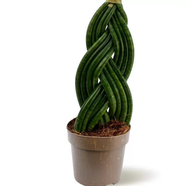 SANSEVIERA CYLINDRICA -14CM HEIGHT 50 CM