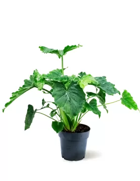 PHILO.ATLANTIS SHANGARI  14CM HEIGHT 35CM