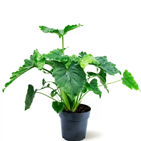 PHILO.ATLANTIS SHANGARI  14CM HEIGHT 35CM