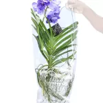 VANDA HYBRIDEN - BLUE HEIGHT 60CM