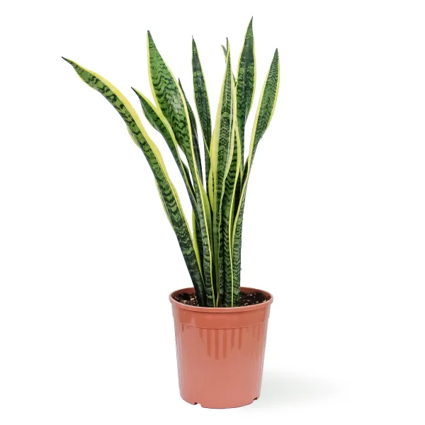 SANSAVIERIA LAURENTI -POT 19CM HEIGHT 70CM
