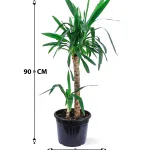 YUCCA 2PP POT 25CM HEIGHT 90CM