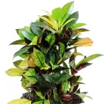 CODIAEUM ICETON POT 24CM HEIGHT  110CM