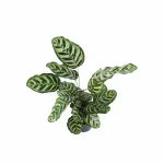 CALATHEA MOKOYANA-POT 18 CM HEIGHT 55 CM