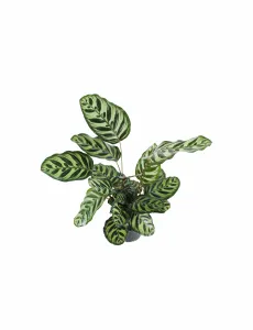 CALATHEA MOKOYANA-POT 18 CM HEIGHT 55 CM