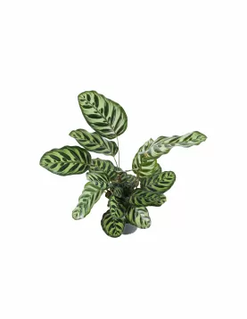 CALATHEA MOKOYANA-POT 18 CM HEIGHT 55 CM