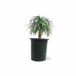 Agave Ananas – 60 cm Height