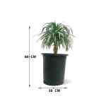 Agave Ananas – 60 cm Height - Image 4