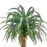 Agave Ananas – 60 cm Height - Image 2