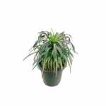 Agave Ananas – 60 cm Height - Image 3