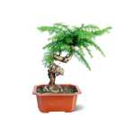 Araucaria Bonsai