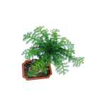 Araucaria Bonsai - Image 2