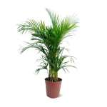 Areca Palm
