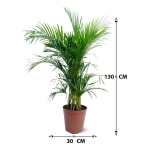 Areca Palm - Image 3