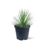 Agave Geminiflora – 60 cm Height