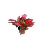 Aglaonema Pink – 30 cm Height - Image 2
