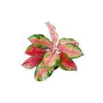 Aglaonema Pink – 45 cm Height - Image 2