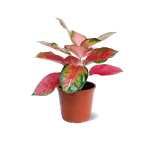 Aglaonema Pink – 45 cm Height