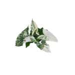 Syngonium varigated Pot-12/14CM-Height-30CM - Image 2