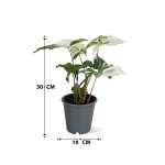 Syngonium varigated Pot-12/14CM-Height-30CM - Image 3