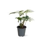 Syngonium varigated Pot-12/14CM-Height-30CM
