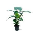 Alocasia Gageana – 85 cm Height
