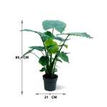 Alocasia Gageana – 85 cm Height - Image 3