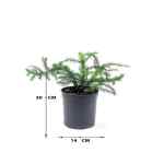 Araucaria Heterophylla – 30 cm Height - Image 3