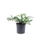 Araucaria Heterophylla – 30 cm Height