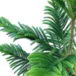 Araucaria Heterophylla - Image 2