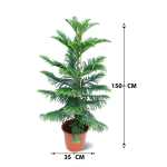 Araucaria Heterophylla - Image 4