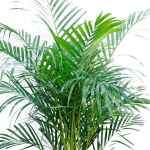 Areca Palm – 150 cm Height - Image 2