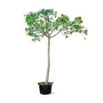 Bambar Tree – 350 cm Height