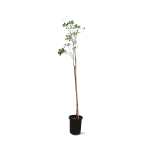 Cassia Glauca – 300 cm Height