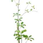 Cassia Glauca – 300 cm Height - Image 2